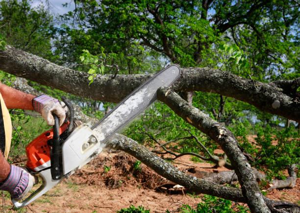 Best Dead Tree Removal  in Sand Lake, MI